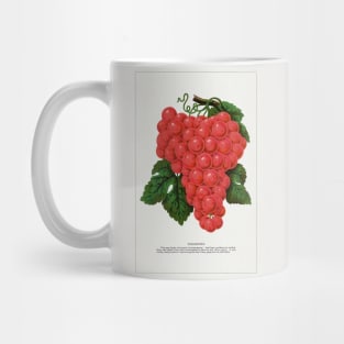 Vergennes grape lithograph (1900) Mug